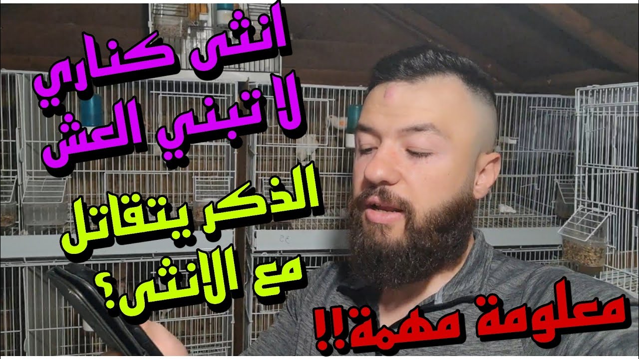 انثى باضة في العش وعندها فراخ&أنثى بكرية لم تلف العش&ذكر كناري لايغرد&تشجار الأنثى مع الذكر