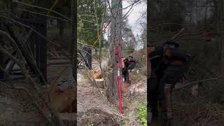 martinheljeved.se #arborist #tree #chainsaw #stihl