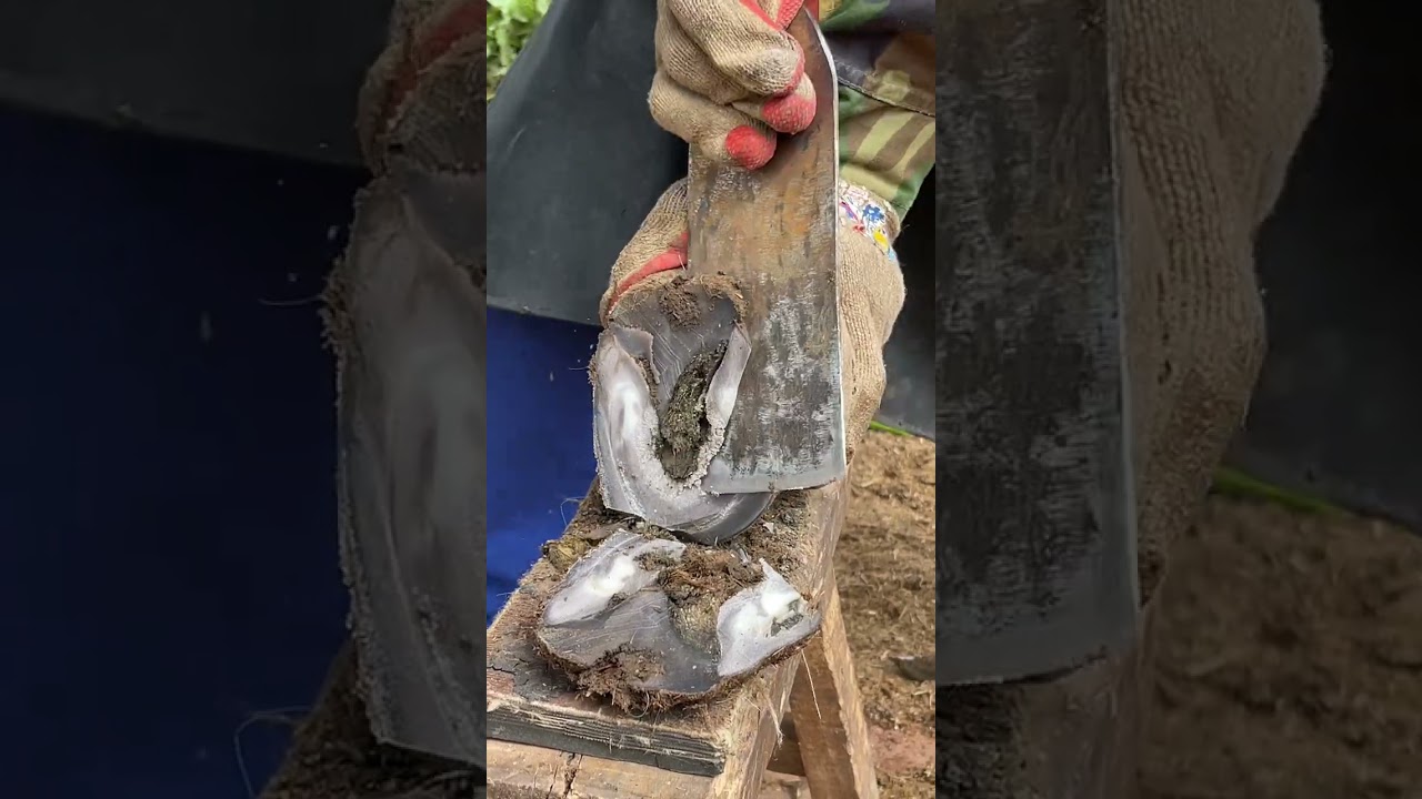 Great hoof trimming video extremely comfortable丨ASMR丨Donkey hoof cutting sound