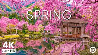 Japan Cherry Blossoms 2026 - Relaxing Piano Music With Cherry Blossom Scenery - 4K Ultra HD screenshot 3