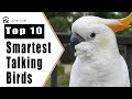 Best Talking Birds - Top 10 Smartest Talking Birds In The World