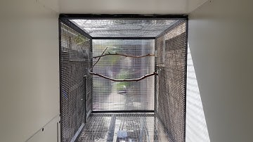 My new aviary build 2022 (part 1)