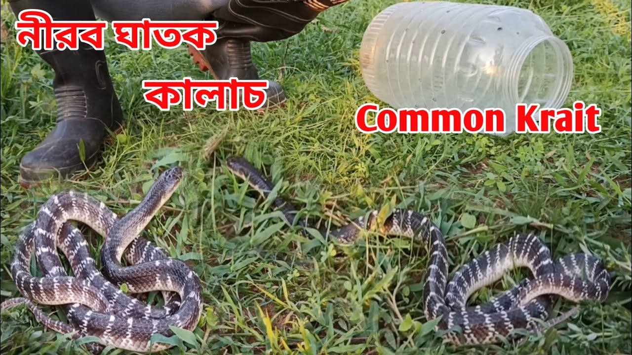 সাক্ষাৎ যমরাজ এই সাপ 🐍। Common Krait Snake। Common Krait Bite।