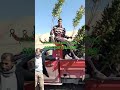 شتلات جوافة عمر عامين للتواصل 00201001366228
