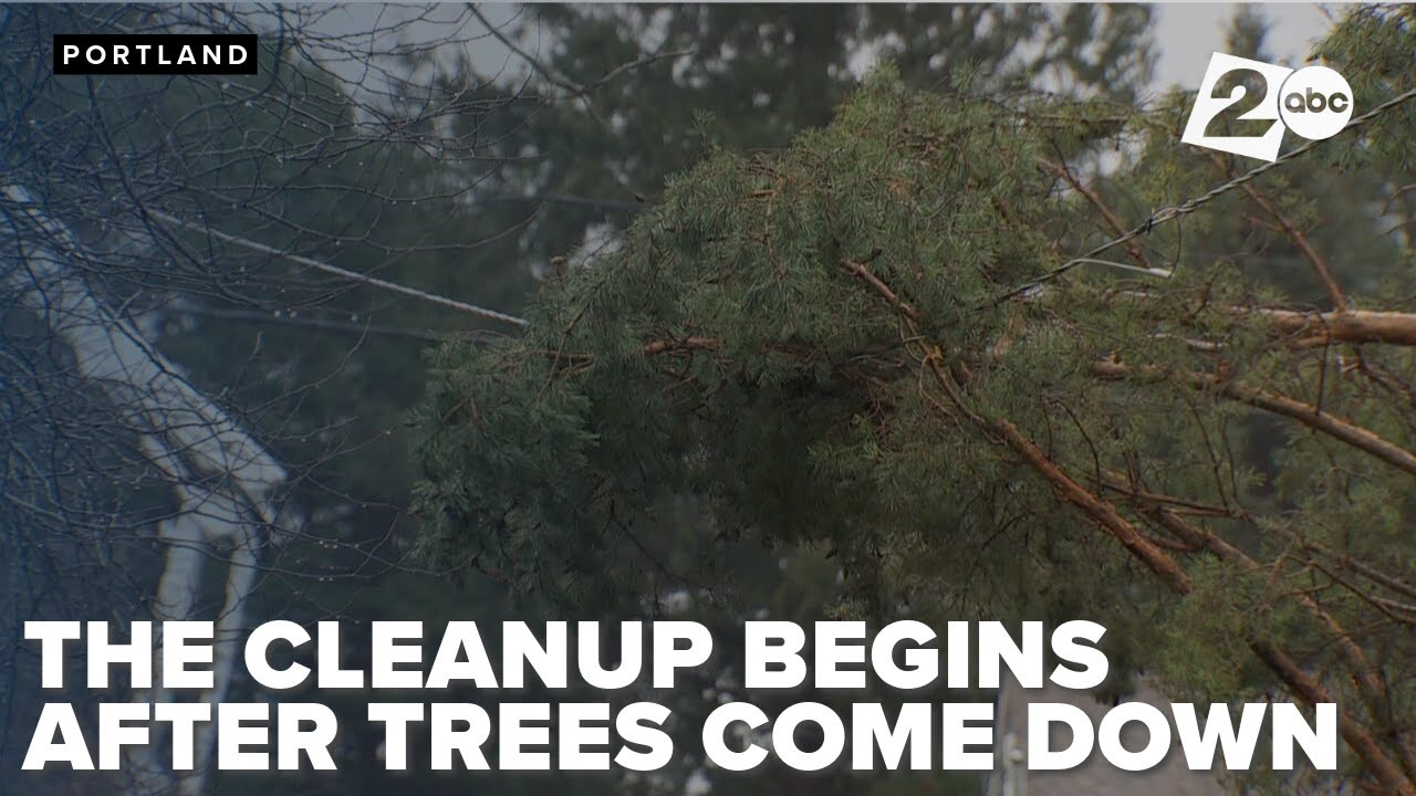 Cleanup begins as storm topples trees and lines on the day after ...