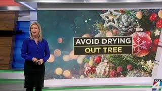 Maintaining your Christmas tree
