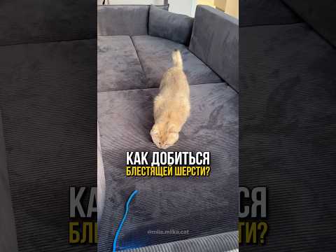 Как улучшить шерсть питомца? Секрет в корме, а не в витаминах💊🐈