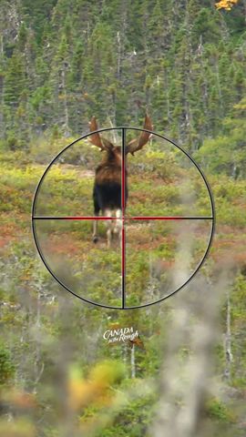 Where to Shoot a Moose with a Gun | Hunting Tips #animals #moose #hunting #howto