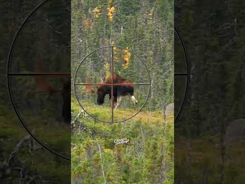 Видео: Хэзээ муурын загас агнахыг хориглодог вэ?