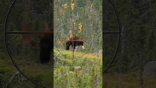 Where to Shoot a Moose with a Gun | Hunting Tips #animals #moose #hunting #howto screenshot 4