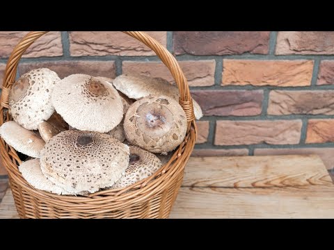Keď sa vyberieš s fenkou Pampi na hubačku 🍄‍🟫🍄, tak to môže dopadnúť aj takto.