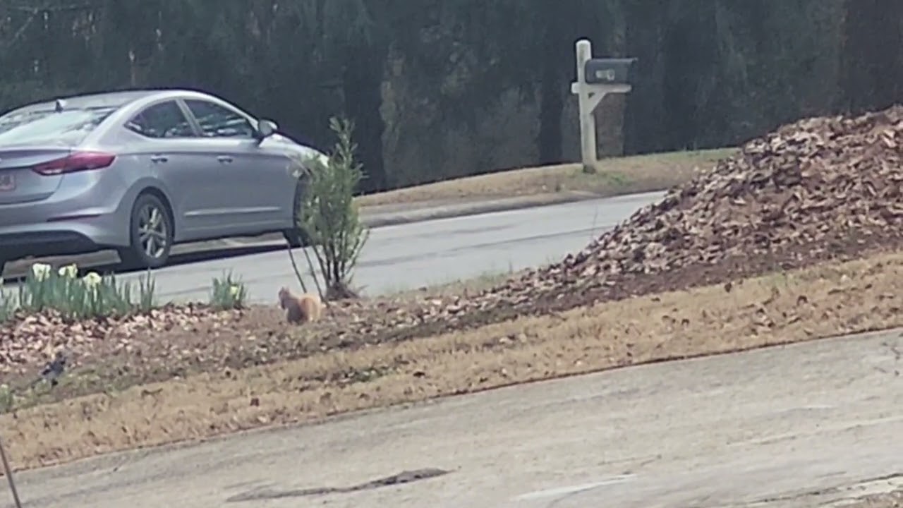 Blonde Squirrel 🐿️ having a good OL time! 🐿️