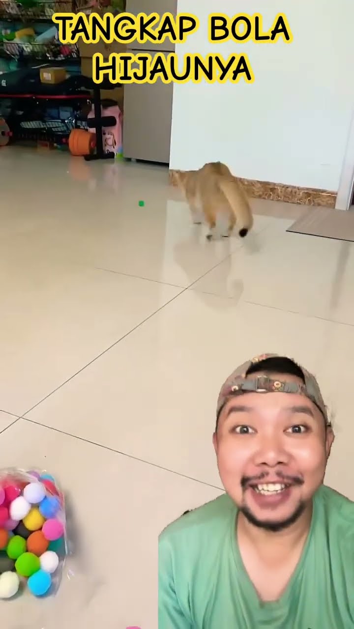 TANGKAP KUCING BOLA HIJAUNYA!!!!? #cat #pets #kitten #sillythings #catlover #cute
