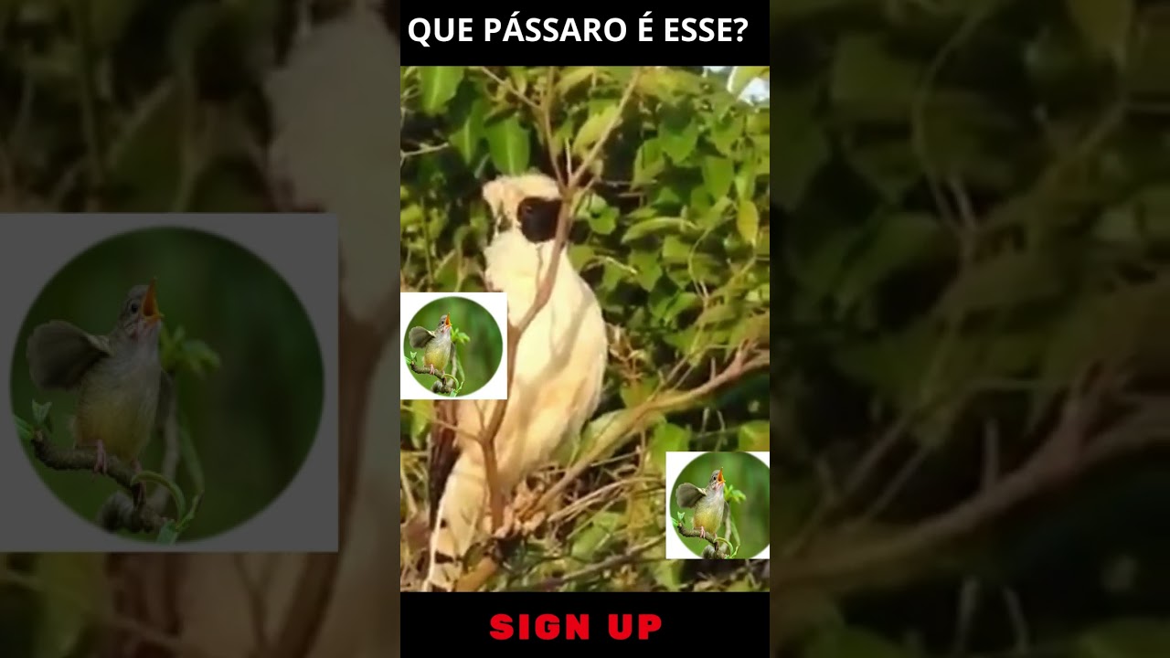 Pássaro com Canto Assustador #shorts bekijken op YouTube Pássaro com Canto Assustador #shorts bekijken op YouTube
