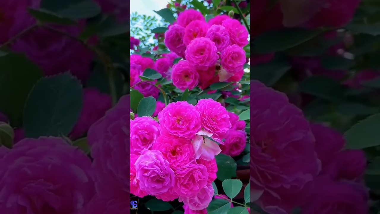“Nature’s Most Beautiful Roses 🌹✨”#shorts​"Beautiful flowers n relaxing nature scenery in stunning4k