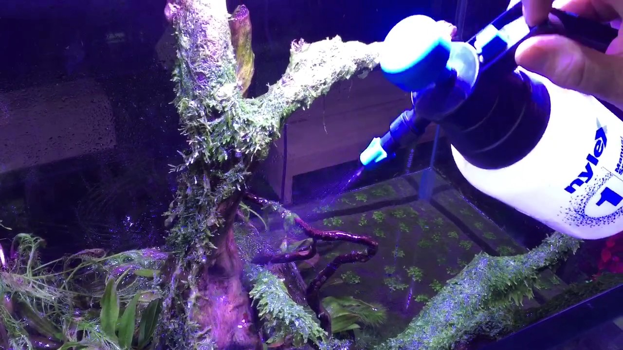 Hydrogen peroxide can be used to kill algae off plants YouTube