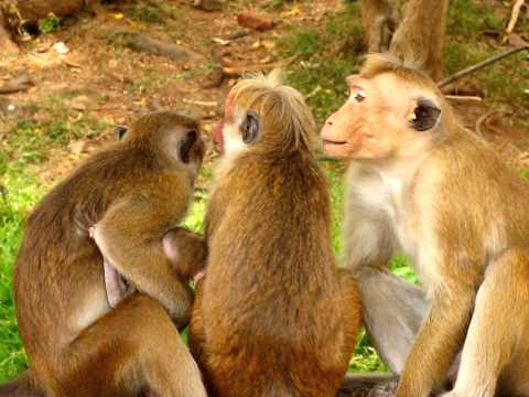 Macaques also known as Red monkeys or Temple monkeys at the Dambulla cave temple in Sri Lanka.