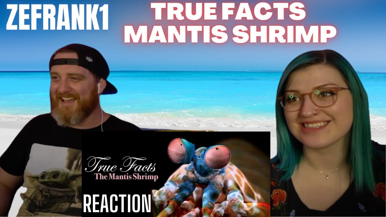 "True Facts About The Mantis Shrimp" zefrank HatGuy & Nikki react YouTube