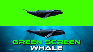 Green Screen Whale || whale swimming in ocean || Green Screen Effects || VFX || HD