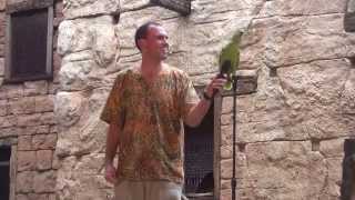 Flights of Wonder Bird Show at DisneyWorld's Animal Kingdom Full Show in HD