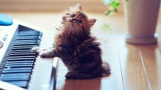 「かわいい猫」 笑わないようにしようとしてください - 最も面白い猫の映画 #369 by Kute Cats 10,682 views 5 years ago 10 minutes, 13 seconds
