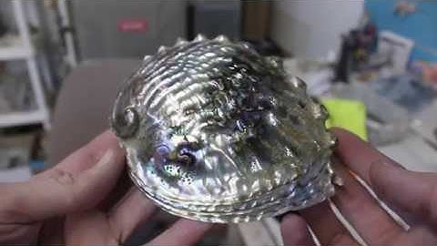 How to Polish an Abalone