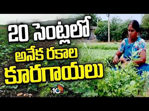Best Farming Idea's | 20 సెంట్లలో అనేక రకాల కూరగాయలు | Matti Manishi | 10TV - 10TVNEWSTELUGU