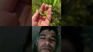 many type of animals 🙏 👍 #ant #snake #dog #fox #mix #animals #shorts