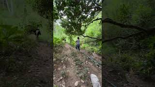 Curando bezerro #vidanaroça #agroemfocotvdigital #gado #sitio # #caminhoparaumavidamelhor