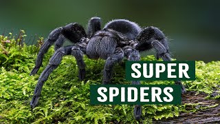 How Spider Venom Can Change The World | Deadly Australia | Apex Predators