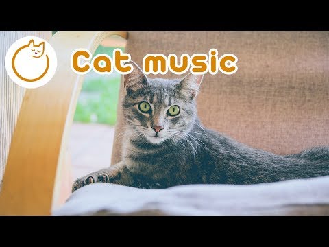 Cat Music музика для котів щоб слухати коли вдома один Розслаблююча заспокійлива музика