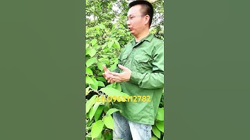 những tác dụng tuyệt vời của cây an xoa tốt cho gan ￼