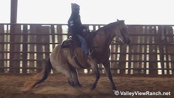 Snecom Blue - easy walk, smooth jog, comfy lope, reiner turns! - ValleyViewRanch.net