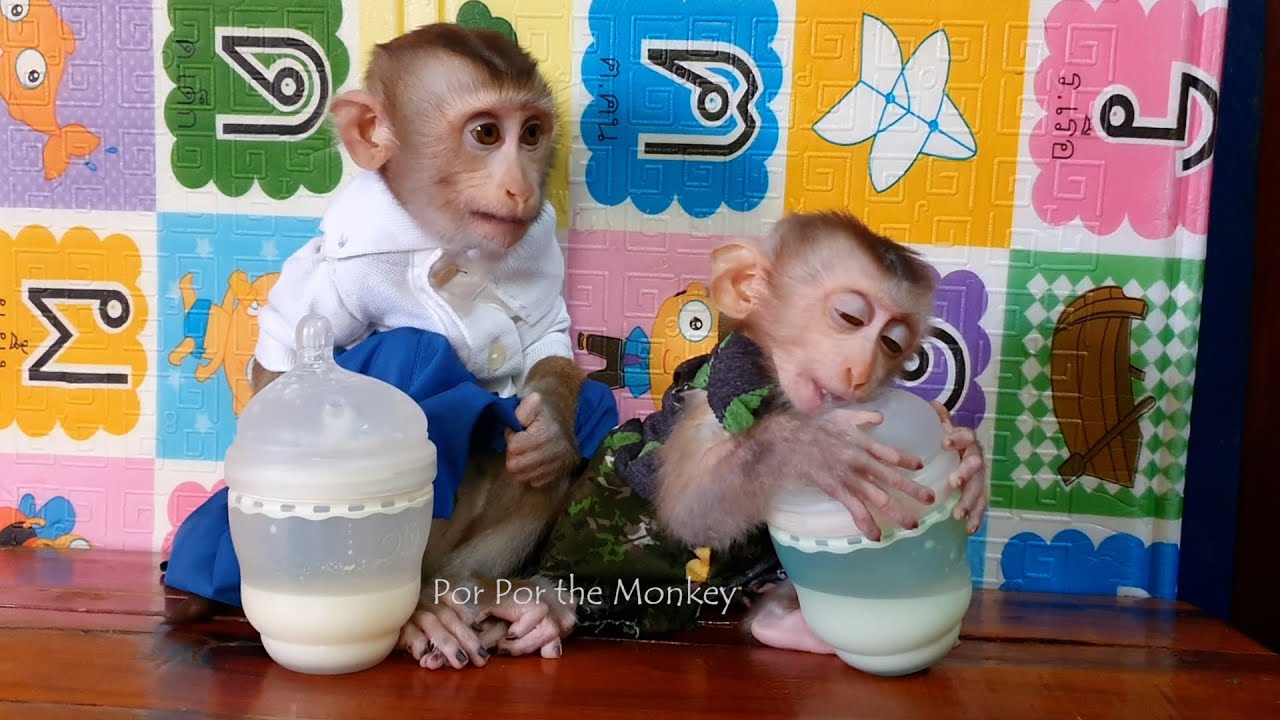 Really Adorable Por Por Happy Drink Milk With Ly Ly Bfore Going To really-adorable-por-por-happy-drink-milk-with-ly-ly-bfore-going-to