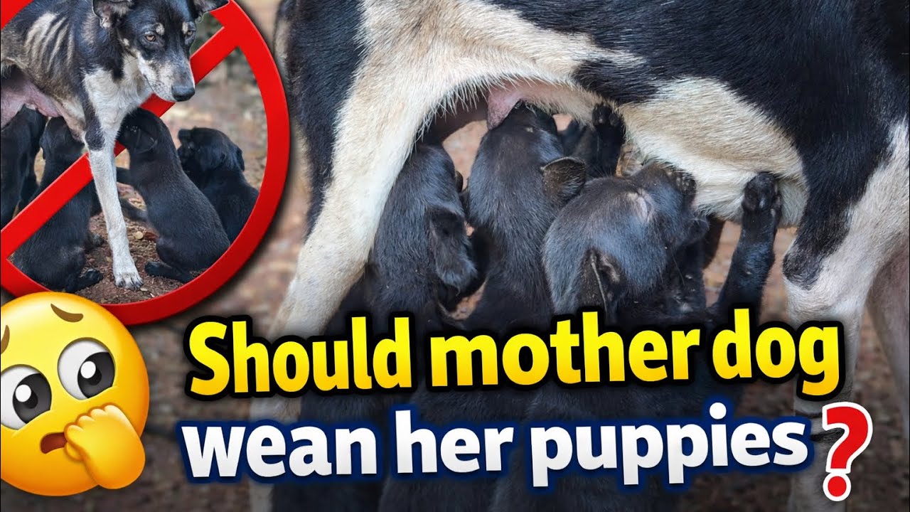 Should I Stop the Puppies from Nursing? Mom Dog Is Too Skinny 😢🐶