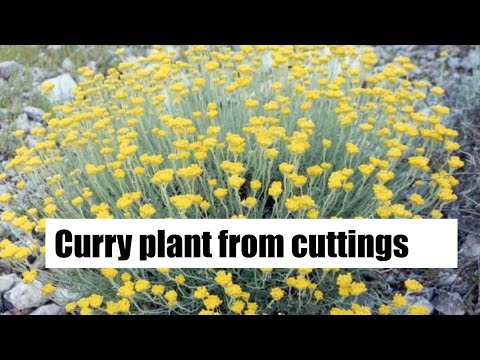Video: Helichrysum Curry Care – sužinokite, kaip auginti dekoratyvinį kario augalą