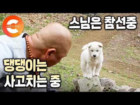 10분 짜리 영상에 힐링이 한가득🐾 외딴 암자에서 홀로 수행하는 스님과 세상이 궁금한 백구 삼총사가 봄을 준비하는 방법ㅣ#한국기행 