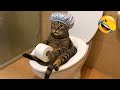 おかしな猫と犬が一日中笑いを届けてくれます😂