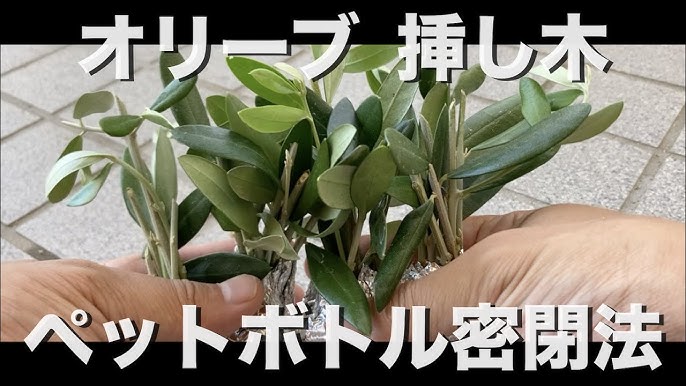 オリーブの挿し木をペットボトル密閉法でやりました メネデール希釈水 水苔 アルミホイールを使用する成功方法 Youtube オリーブの挿し木をペットボトル密閉法でやりました メネデール希釈水 水苔 アルミホイールを使用する成功方法 Youtube