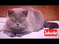 СМЕШНАЯ КОШКА ТОЛСТУШКА/ Funny fat cat