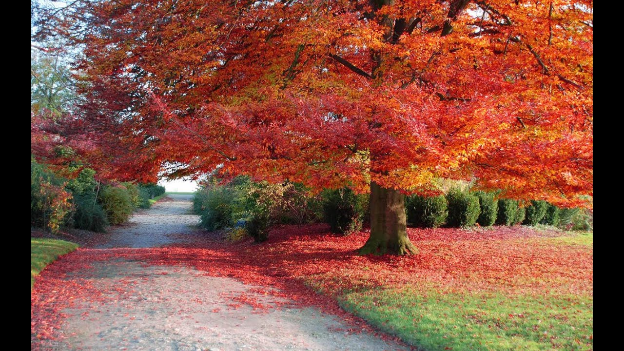 Parramatta Mission - Yoga Session 6 Four Seasons