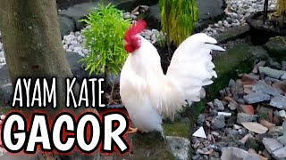 AYAM KATE GACOR rajin Berkokok