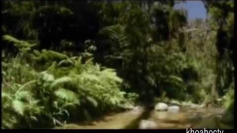 CUỘC SỐNG Ở RỪNG  MƯA NHIỆT ĐỚI