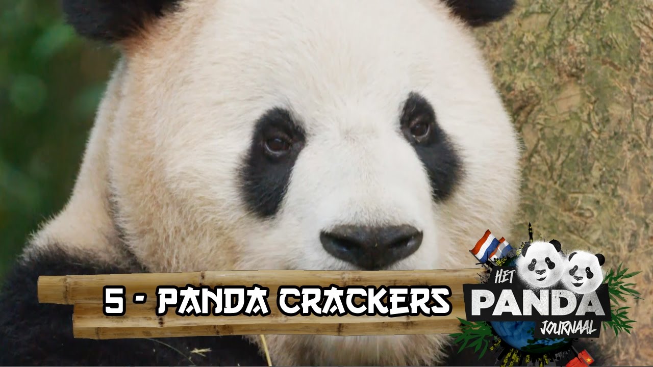 #5 Panda Cracker | Pandajournaal - YouTube