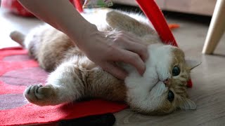 How mommy and daddy stroke me by Hosico Cat 48,569 views 3 months ago 1 minute, 36 seconds