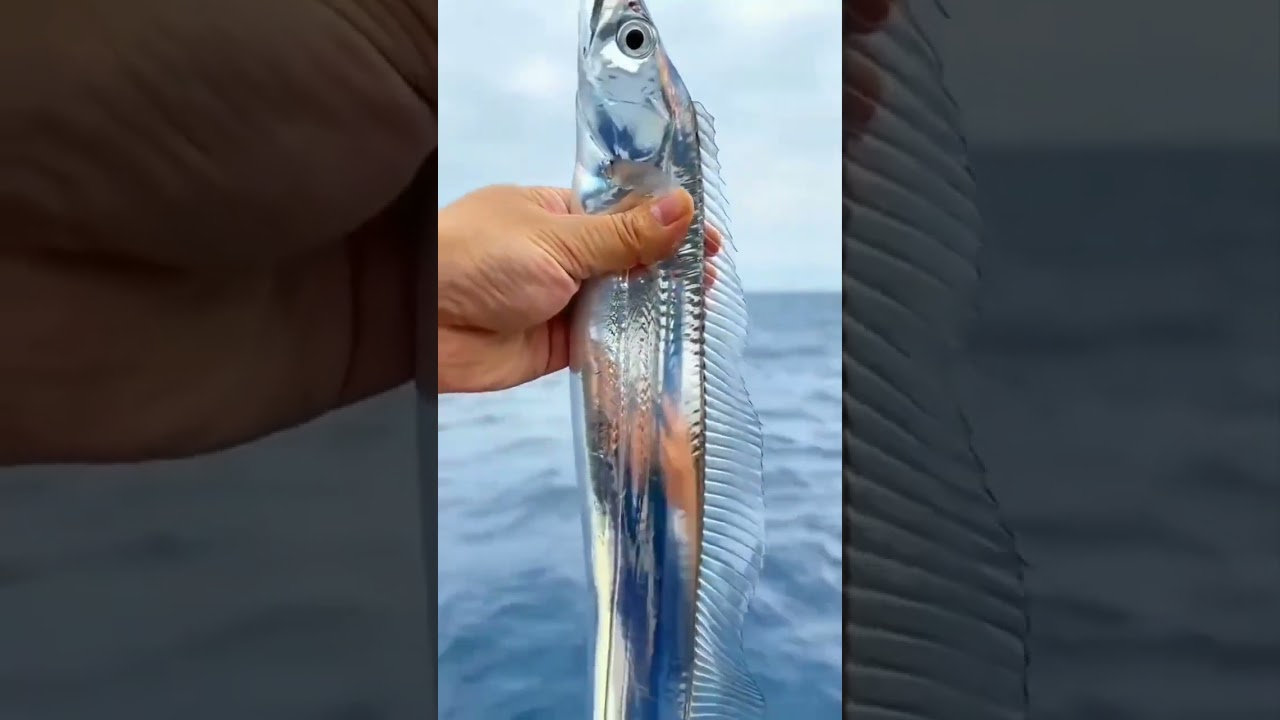 Pescaria peixe espada 