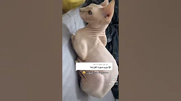 سفينكس فرعوني 