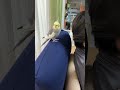 【悲報】くつろぐ長老なな爺を、末っ子はちが容赦なく蹴散らす切なすぎる瞬間💦 #下克上