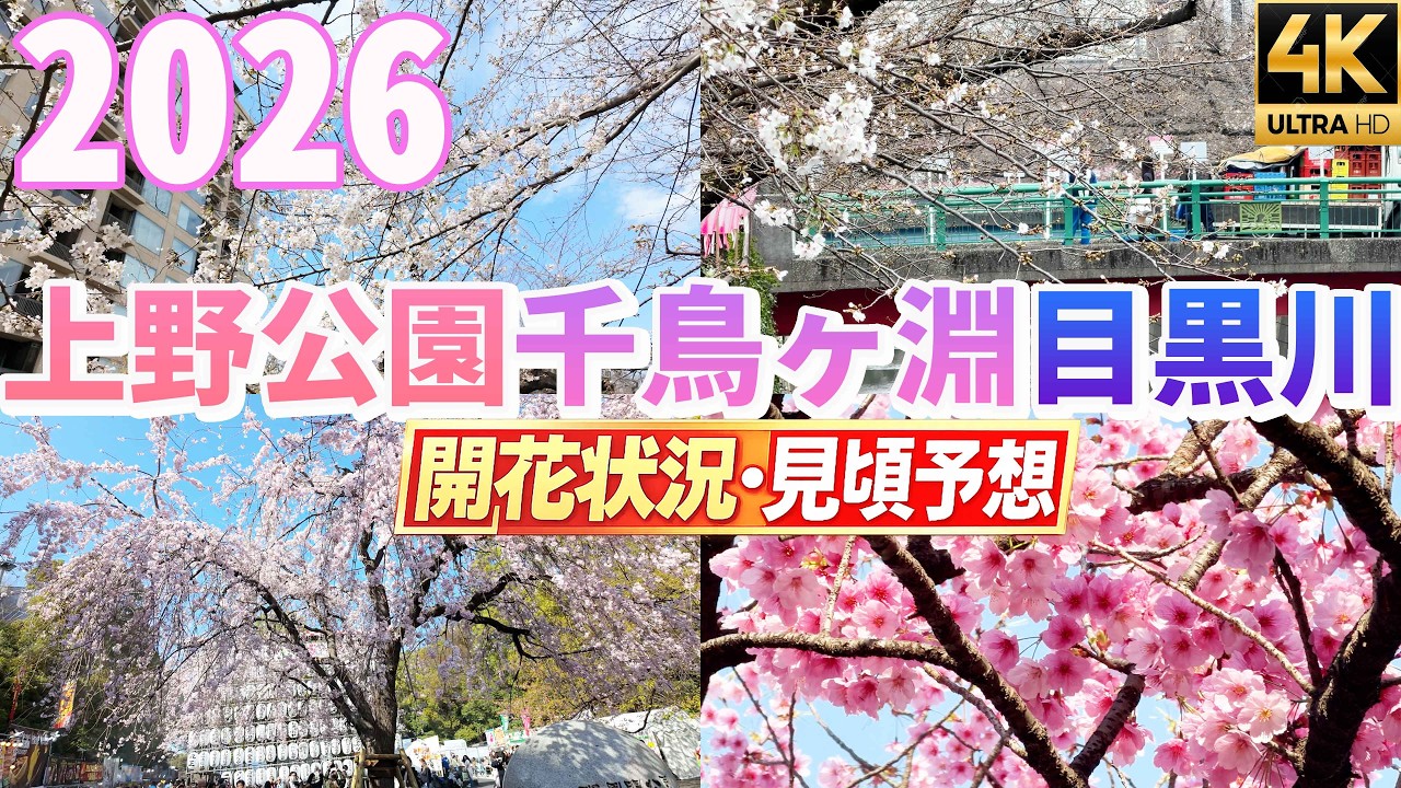 2026】上野公園・千鳥ヶ淵・目黒川🌸 桜の見頃予想＆開花状況まとめ