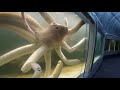 I visited Japan's scariest aquarium, the Deep Sea Horror Park.
